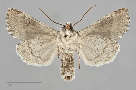 Psammopolia arietis