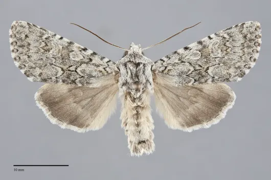 Psammopolia wyatti