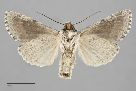 Psammopolia wyatti