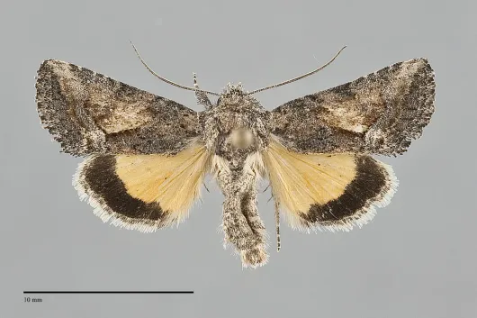 Pseudanarta caeca