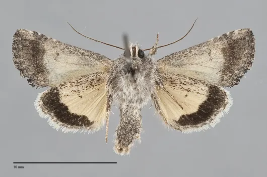 Pseudanarta caeca