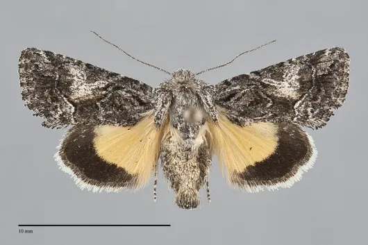 Pseudanarta crocea