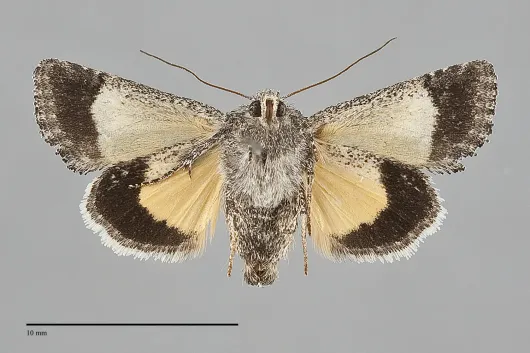 Pseudanarta crocea