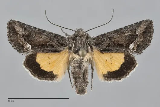 Pseudanarta flava