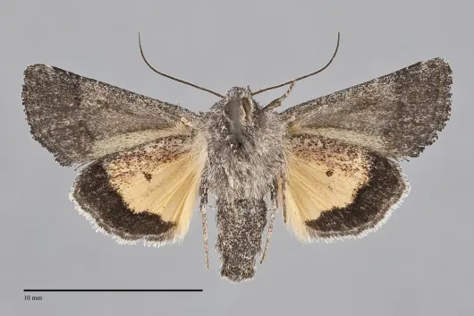 Pseudanarta flava