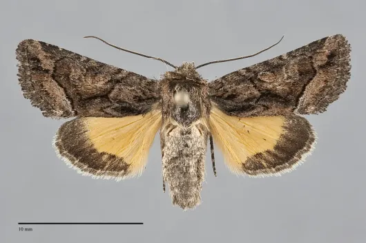 Pseudanarta singula