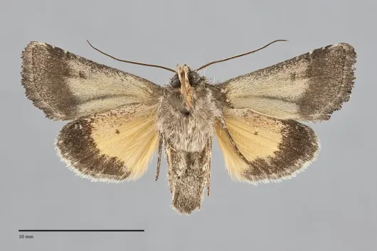 Pseudanarta singula