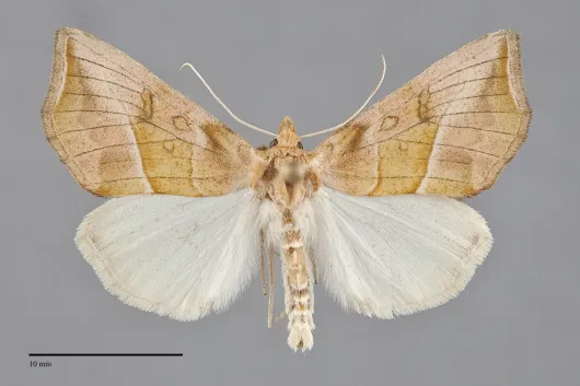 Pseudeva palligera