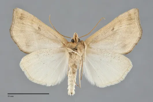 Pseudeva palligera