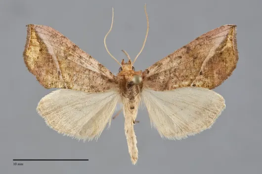 Pseudeva purpurigera