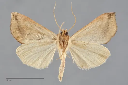 Pseudeva purpurigera