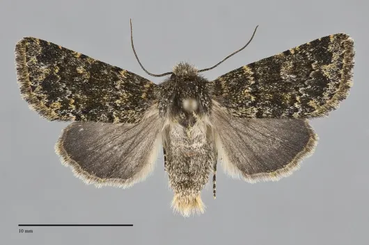 Pseudobryomima muscosa