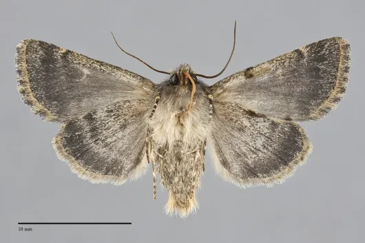 Pseudobryomima muscosa
