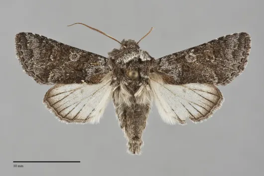 Pseudocopivaleria sonoma
