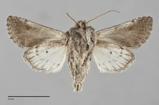 Pseudocopivaleria sonoma