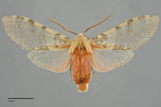 Pseudohemihyalea edwardsii