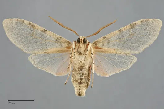 Pseudohemihyalea edwardsii