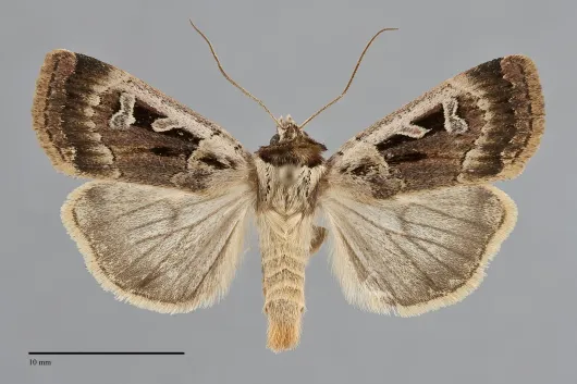 Pseudohermonassa flavotincta