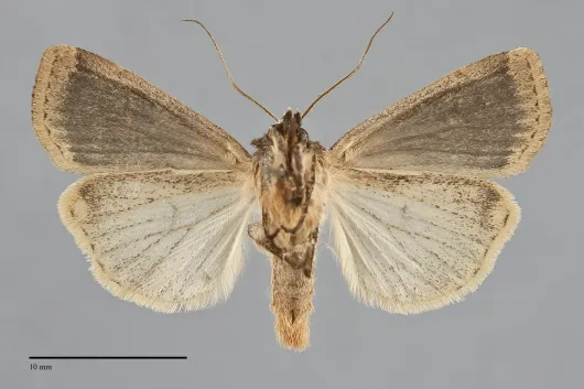 Pseudohermonassa flavotincta
