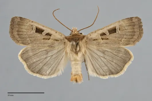 Pseudohermonassa flavotincta