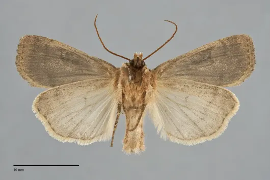 Pseudohermonassa flavotincta