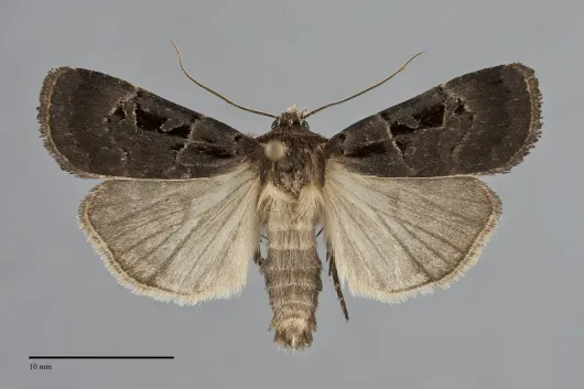 Pseudohermonassa tenuicula