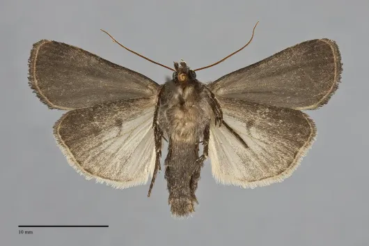 Pseudohermonassa tenuicula