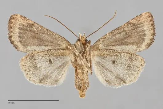 Pseudorthodes irrorata