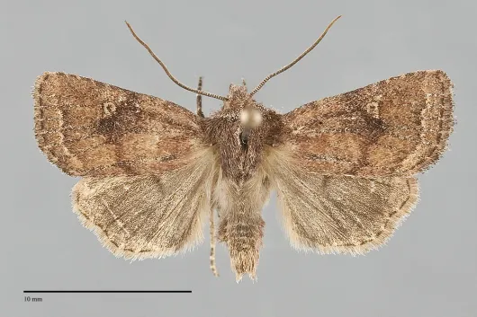 Pseudorthodes puerilis