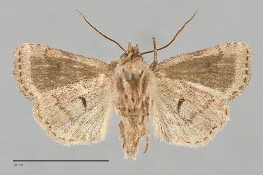 Pseudorthodes puerilis