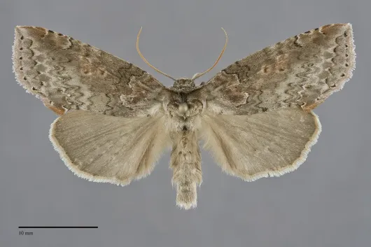 Pseudothyatira cymatophoroides