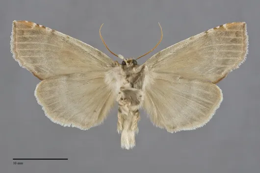 Pseudothyatira cymatophoroides