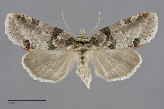 Pseudothyatira cymatophoroides