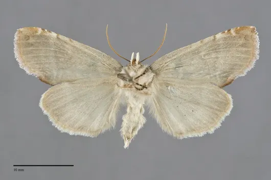 Pseudothyatira cymatophoroides