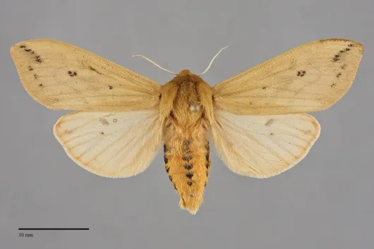 Pyrrharctia isabella