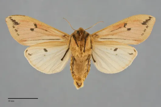 Pyrrharctia isabella