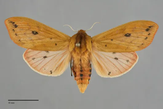 Pyrrharctia isabella