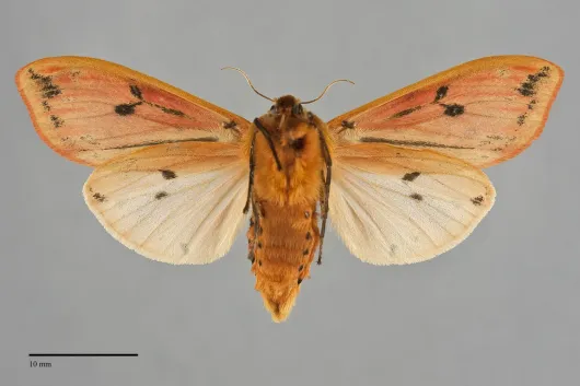 Pyrrharctia isabella
