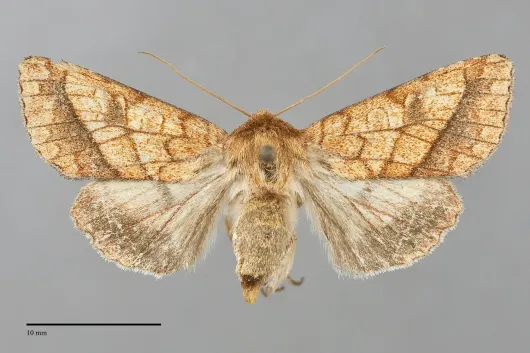 Pyrrhia cilisca