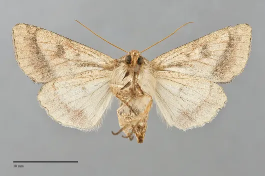 Pyrrhia cilisca