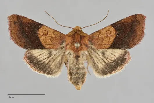 Pyrrhia exprimens