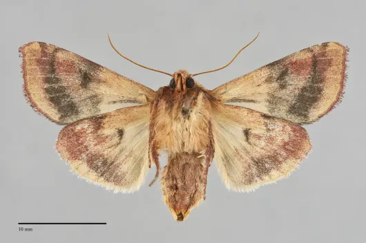 Pyrrhia exprimens