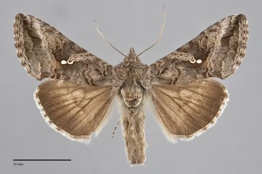 Rachiplusia ou