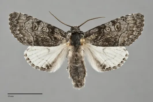 Raphia frater