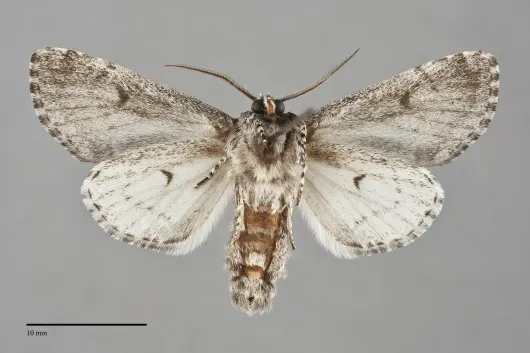 Raphia frater