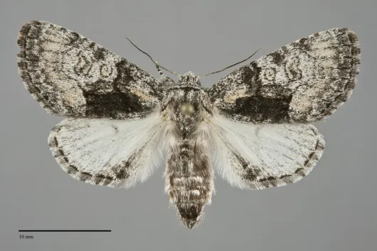 Raphia frater