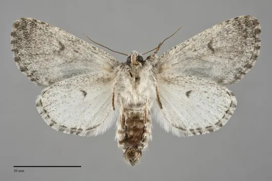 Raphia frater