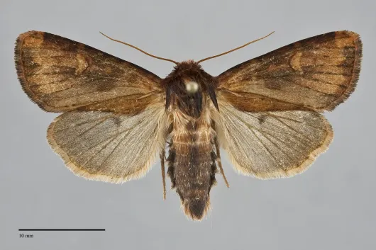 Resapamea enargia