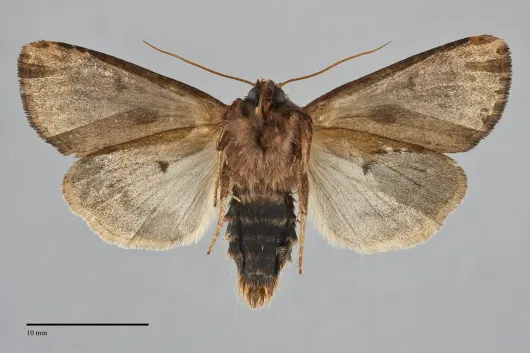 Resapamea enargia