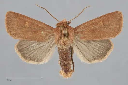 Resapamea innota